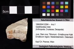 Foto (Objket + Etiketten) von Galatheoidea indet. 